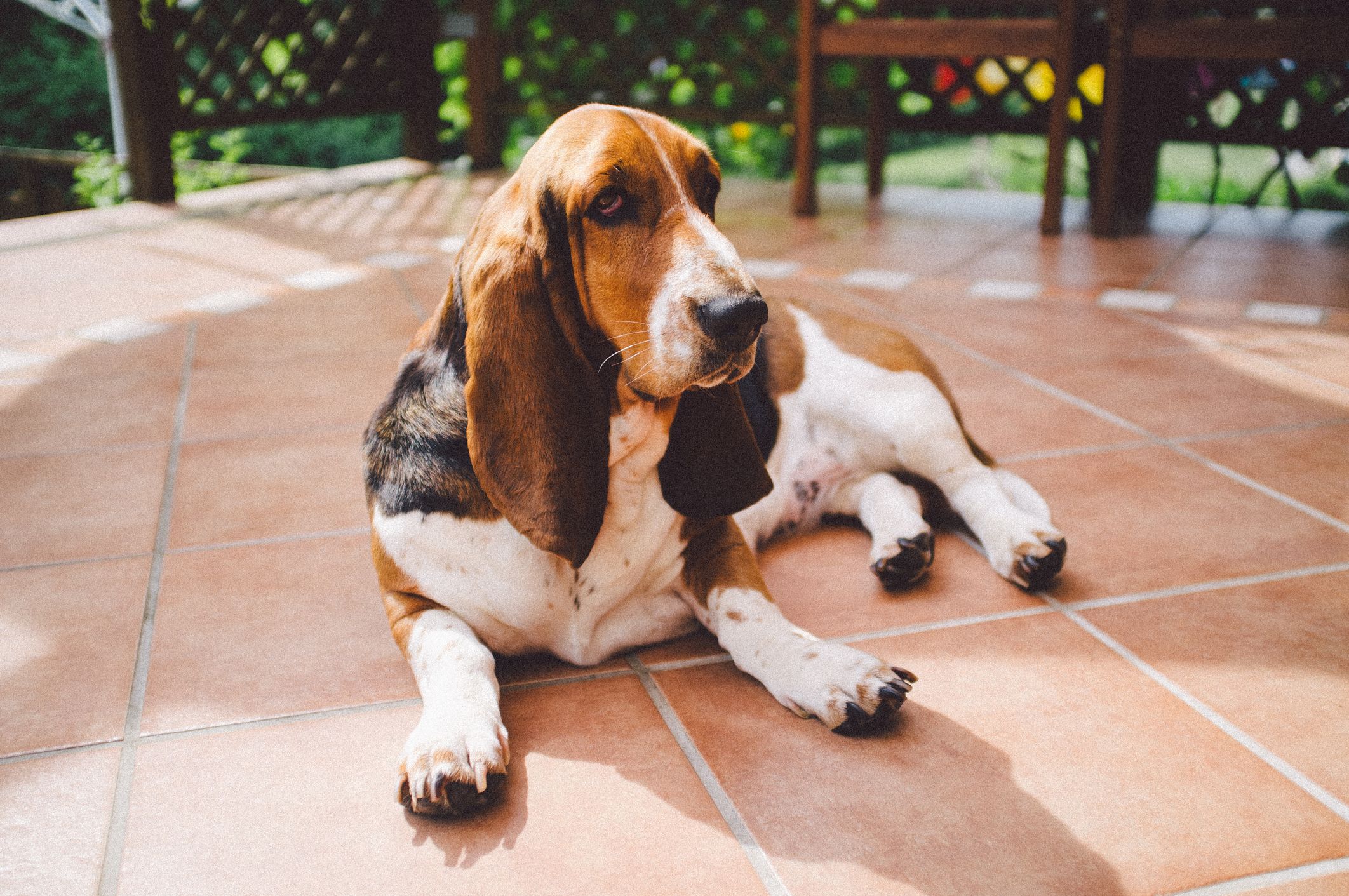 different types of basset hounds