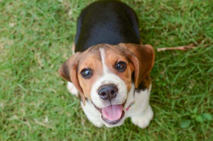 are beagle the most intelligent dogs