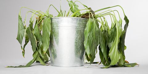 dying plant in a bucket