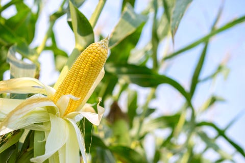 ear of yellow corn with the kernels still attached to the cob on the stalk in organic corn field