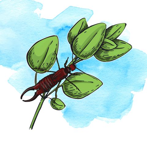 garden pests illustration
