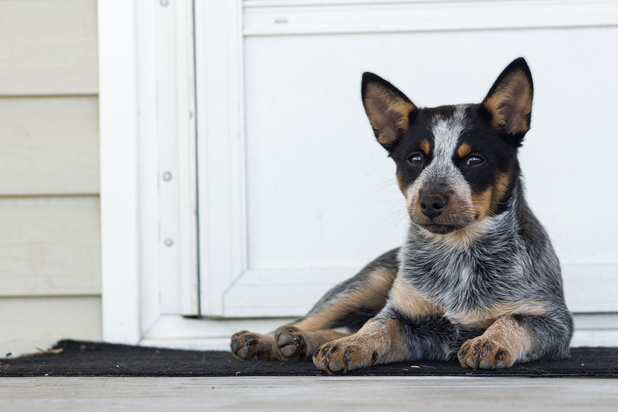 are cattle dogs hard to train