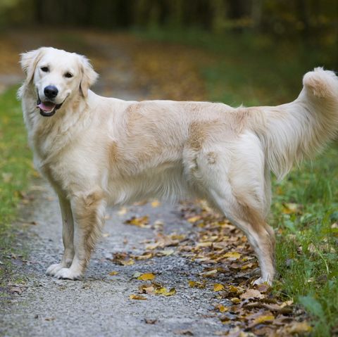 easiest dogs to traingolden retriever