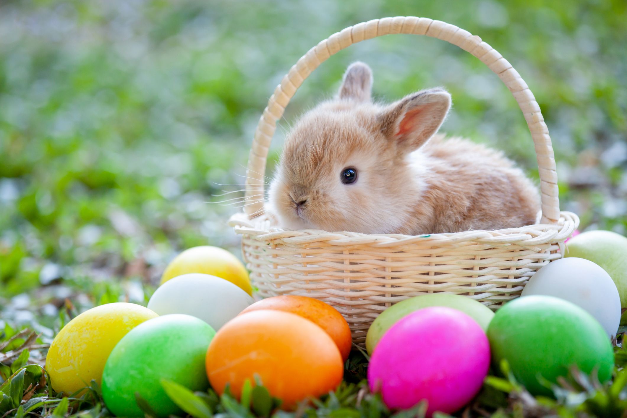 Ever wonder where egg dying and the Easter Bunny come from? Here's some Easter history!
