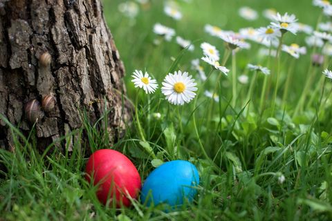 easter eggs in grass with white daisies