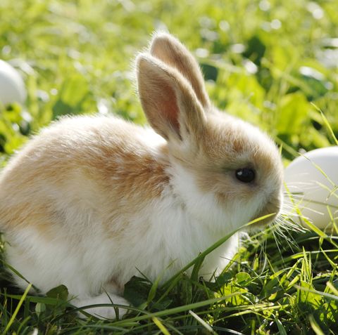 Easter Facts Bunny Sitting In Grass with White Eggs