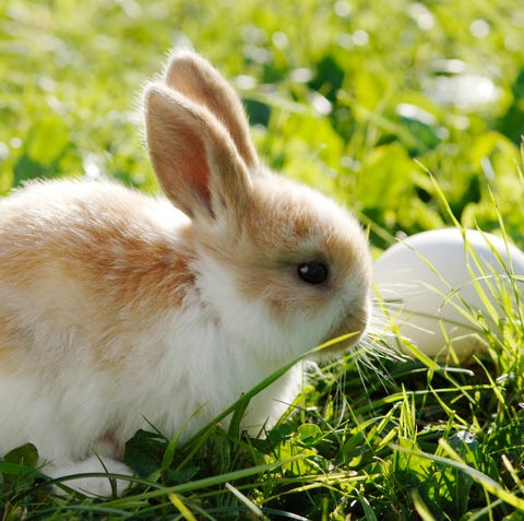 Easter Facts Bunny Sitting In Grass with White Eggs