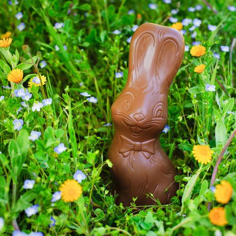 chocolate easter bunny in spring flowers easter facts chocolate storage