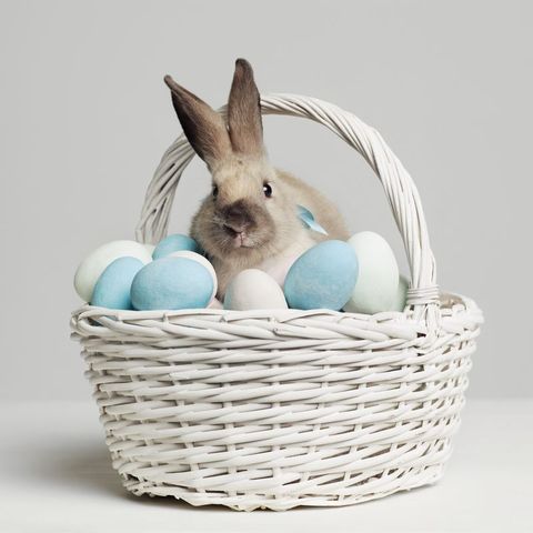 easter bunny in white basket with blue and white eggs