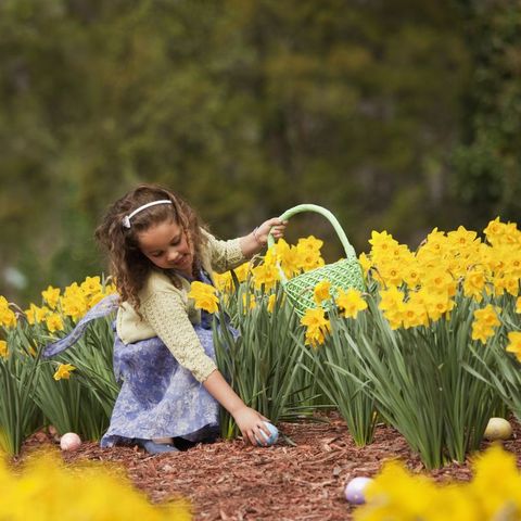 girl gathering easter eggs in field of daffodils