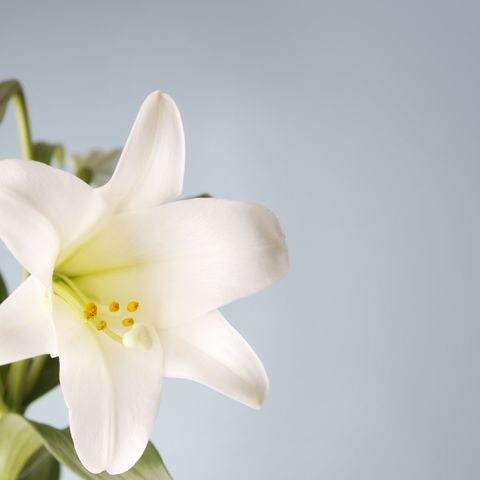 easter lily on blue background