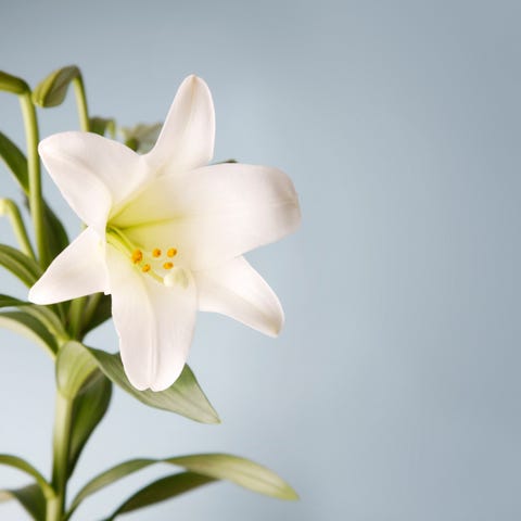 easter lily on blue background