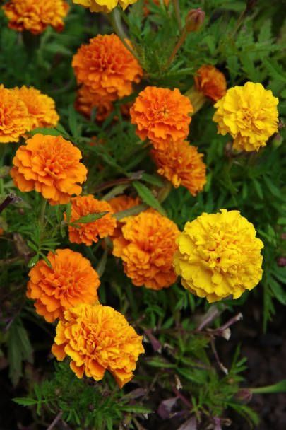 orange and yellow marigolds