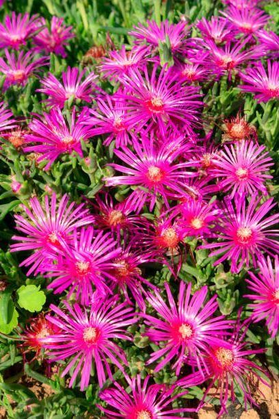 pink delosperma flower