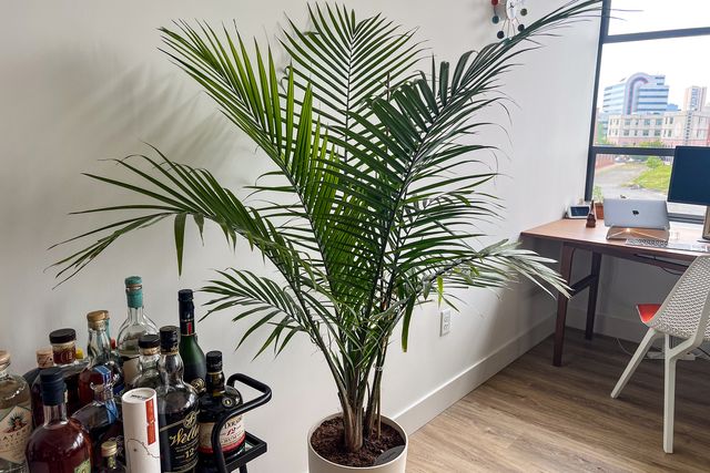 a plant in an office next to a bar cart and desk