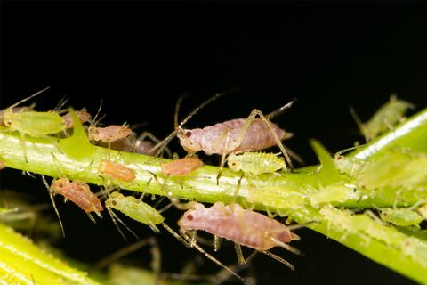 eating aphids