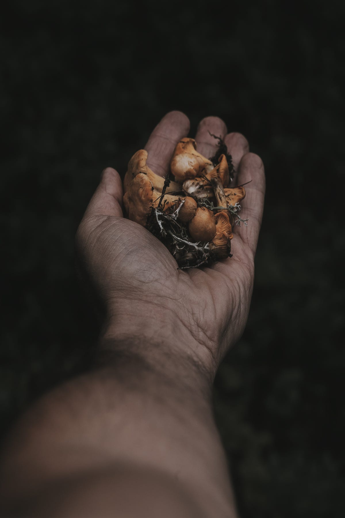 I Funghi Crudi Fanno Male In Insalata