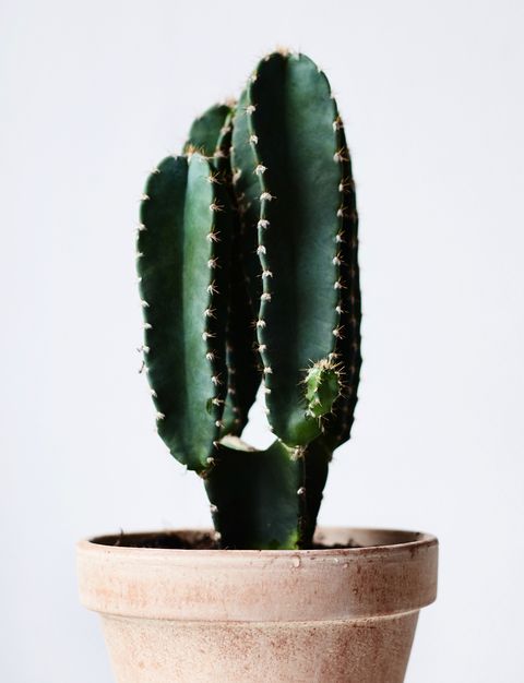 Cactus, Houseplant, Flowerpot, Plant, Terrestrial plant, San Pedro cactus, Flower, Acanthocereus tetragonus, Botany, Leaf, 