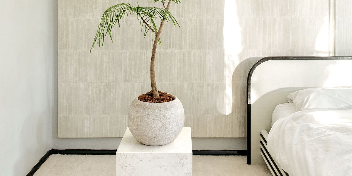 Best indoor plants interior design