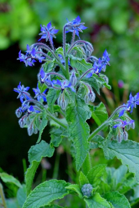 borage is an annual plant, which is also known as burrage, common bugloss, bee bread, bee fodder, star flower, oxs tongue, and cool tankard the stem and leaves are covered with coarse, prickly hairs the bright blue flowers are star shaped the fresh plant has a salty flavor and a cucumber like odor