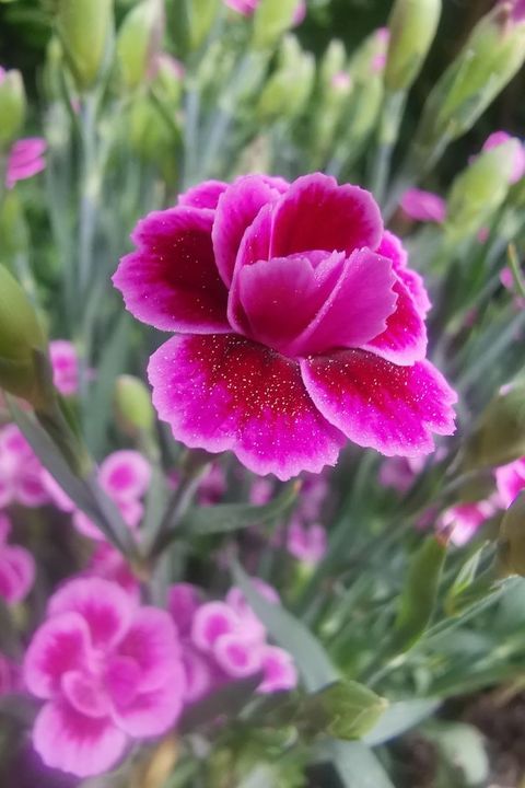 carnation or clove pink blooming outdoors, species of dianthus