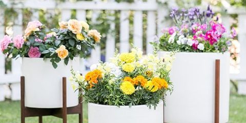 Flowerpot, Green, Flower, Plant, Garden, Grass, Yellow, Table, Pink, Spring, 