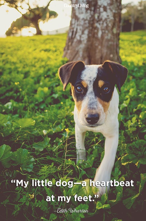 20 Cute Dog Love Quotes - Puppy Sayings and Dog Best Friend Quotes