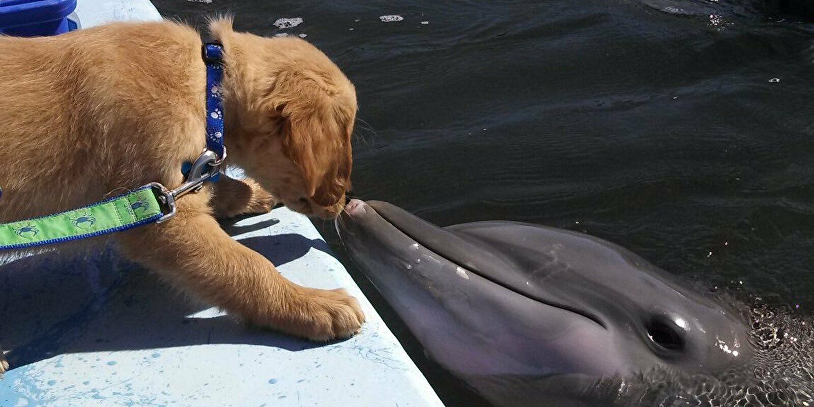 癒される イルカとワンちゃんの 仲良し写真 に注目