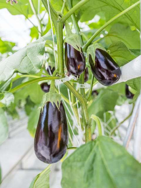 eggplants growing