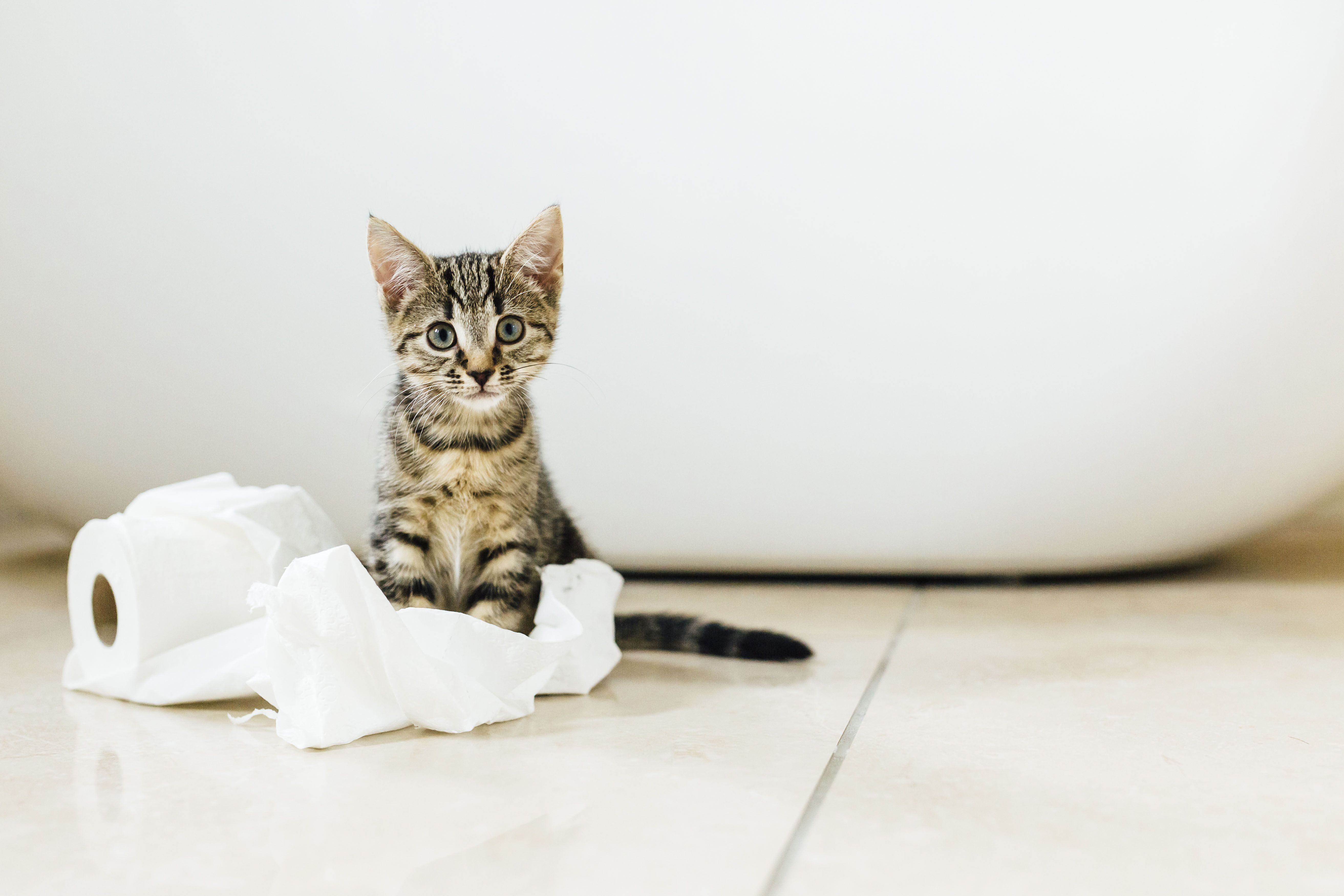 remove cat urine from carpet