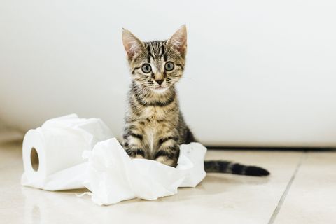How to Get Rid of Cat Pee Smell