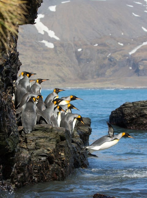 eiland-vol-pinguins-kopen eiland-vol-pinguins-kopen
