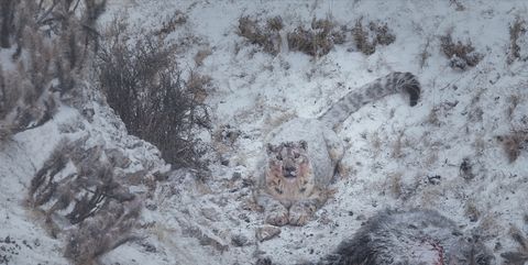 fotograma de la película el leopardo de las nieves