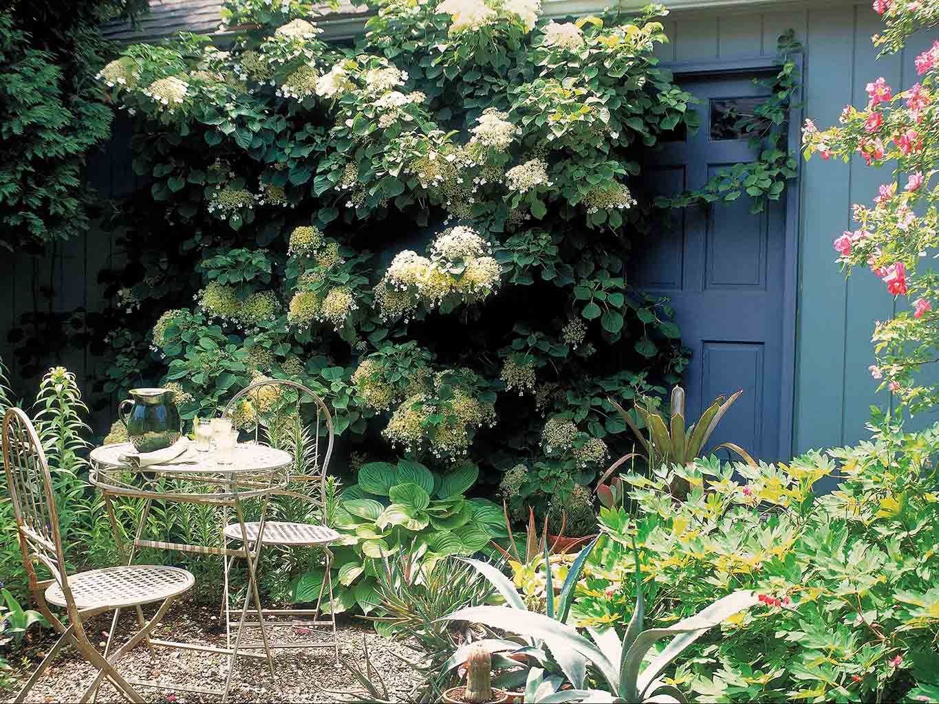 Las plantas para el jardín que mejor soportan la sequía