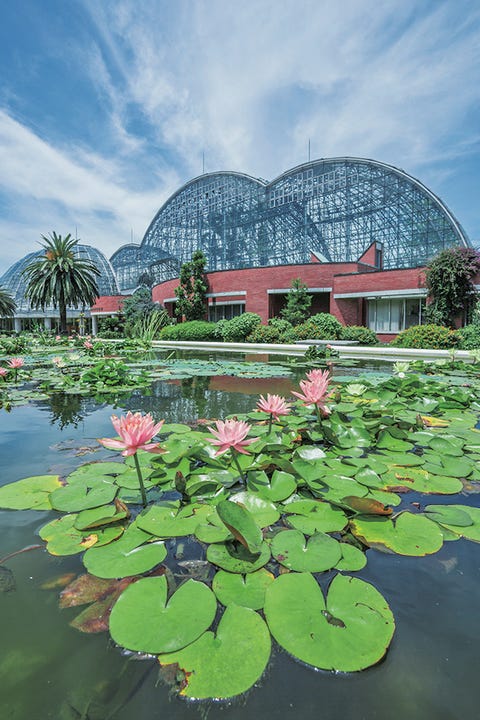 夢の島熱帯植物館 新木場 Yumenoshima Tropical Green Dome Shinkiba 夢の島熱帯植物館 新木場 Yumenoshima Tropical Green Dome Shinkiba