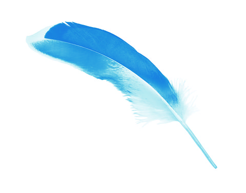 ブルーの翼 水晶玉子のチャンスをつかむ運命の翼占い