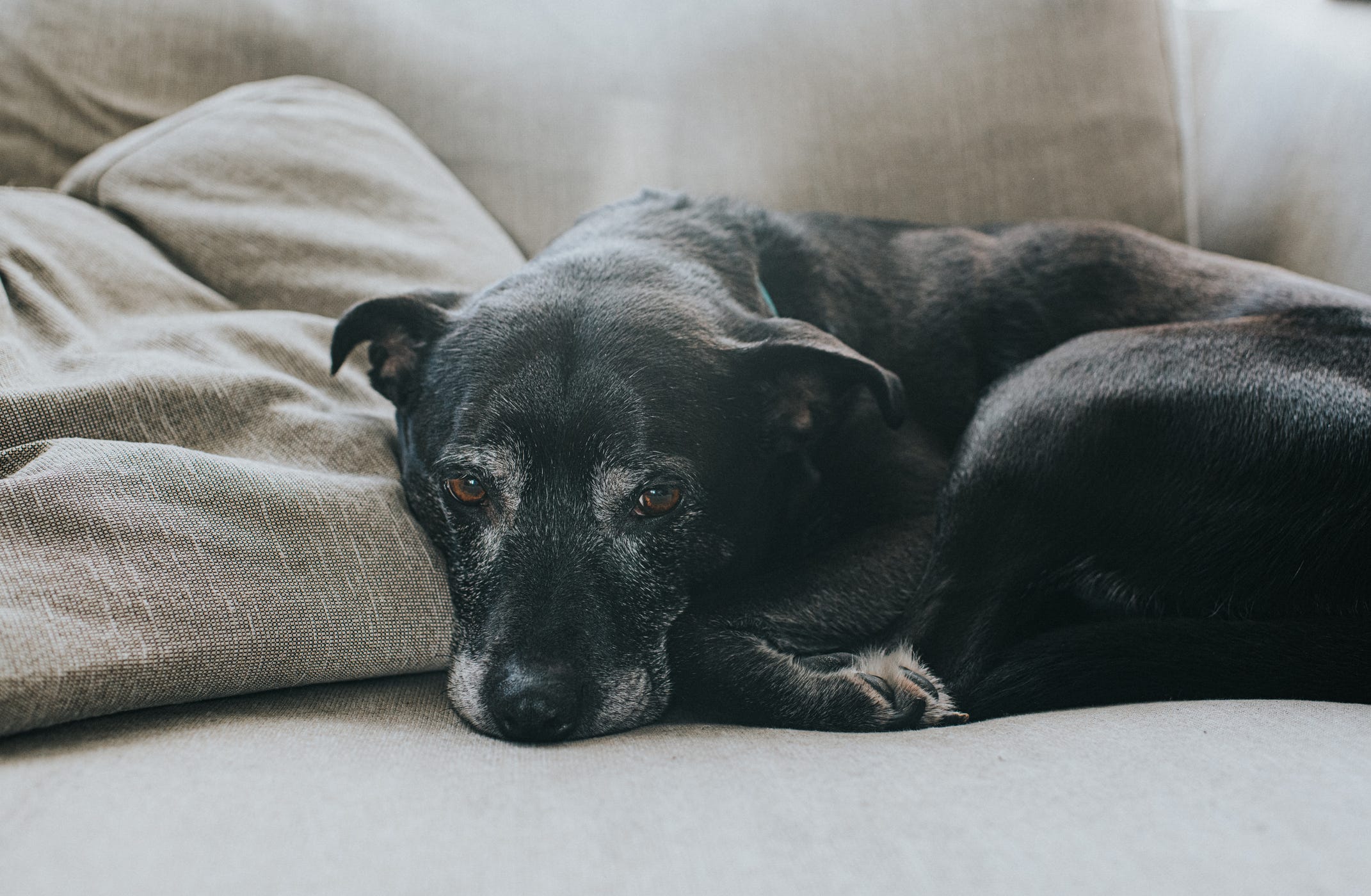 how to help dog with dementia sleep