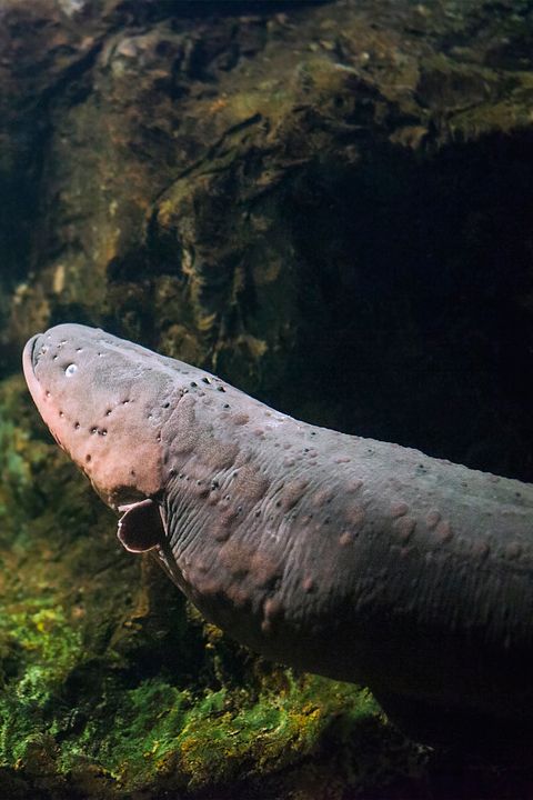 Electric eel fish (Electrophorus electricus) in aquarium