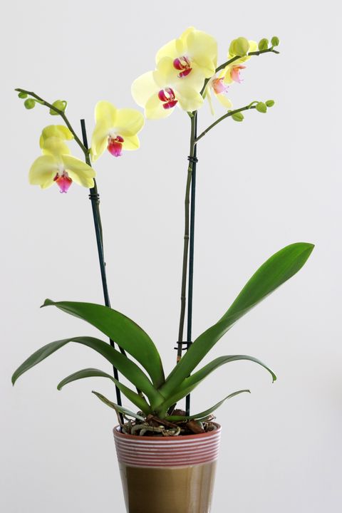 elegant orchids
