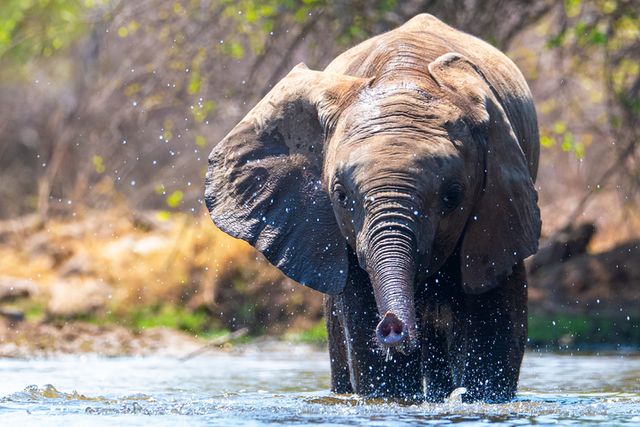 elephant in water, flapping ears