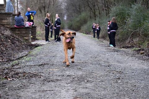 dog runs half marathon, finishes 7th