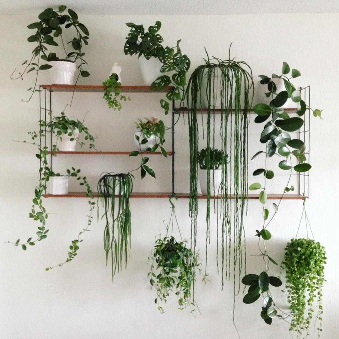 15 plantas colgantes de interior para decorar la