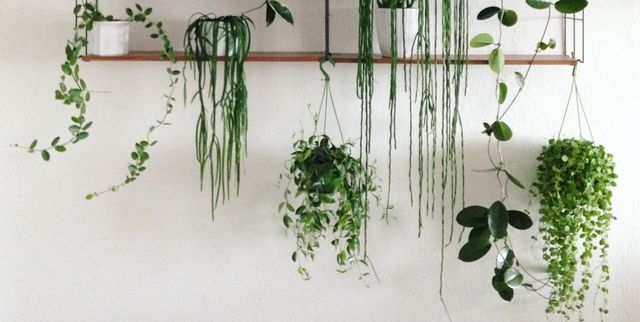 15 plantas colgantes de interior para decorar la casa