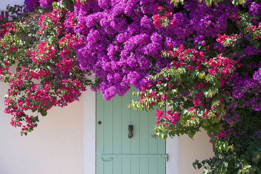 25 plantas y flores de verano para decorar tu terraza o balcón