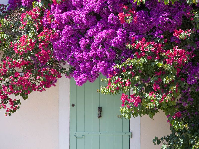 plantas y flores de verano decorar tu terraza balcón