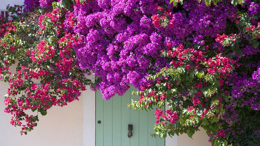25 plantas y flores de verano para decorar tu terraza o balcón
