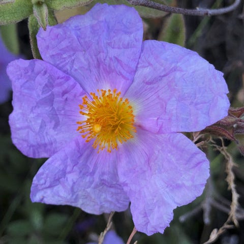 inez vinoodh botanicals aromatic rockrose cistus