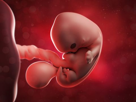 embrión durante el segundo mes de embarazo, de la semana 5 a la 8