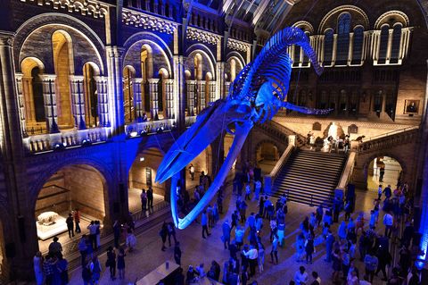 Missing Glasto Already? Head To The Natural History Museum