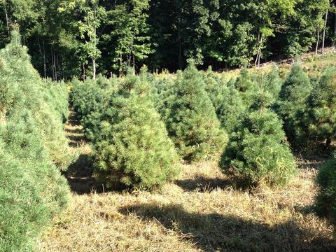 30 Best Christmas Tree Farms - Christmas Tree Farms Near Me
